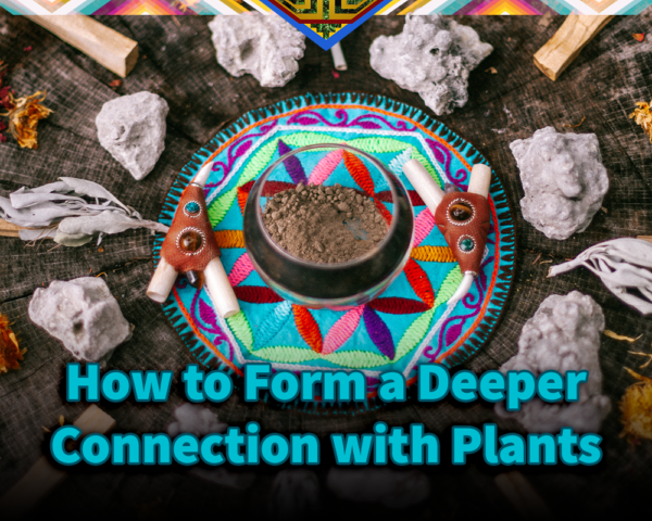 Connect With The Plant Allies