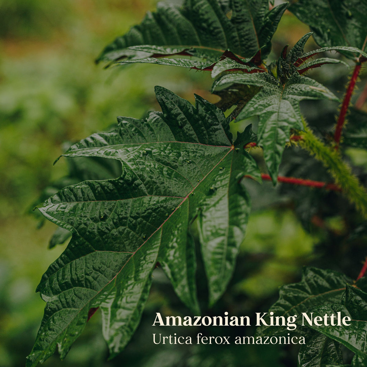 Amazonian King Nettle Ortiga Leaves