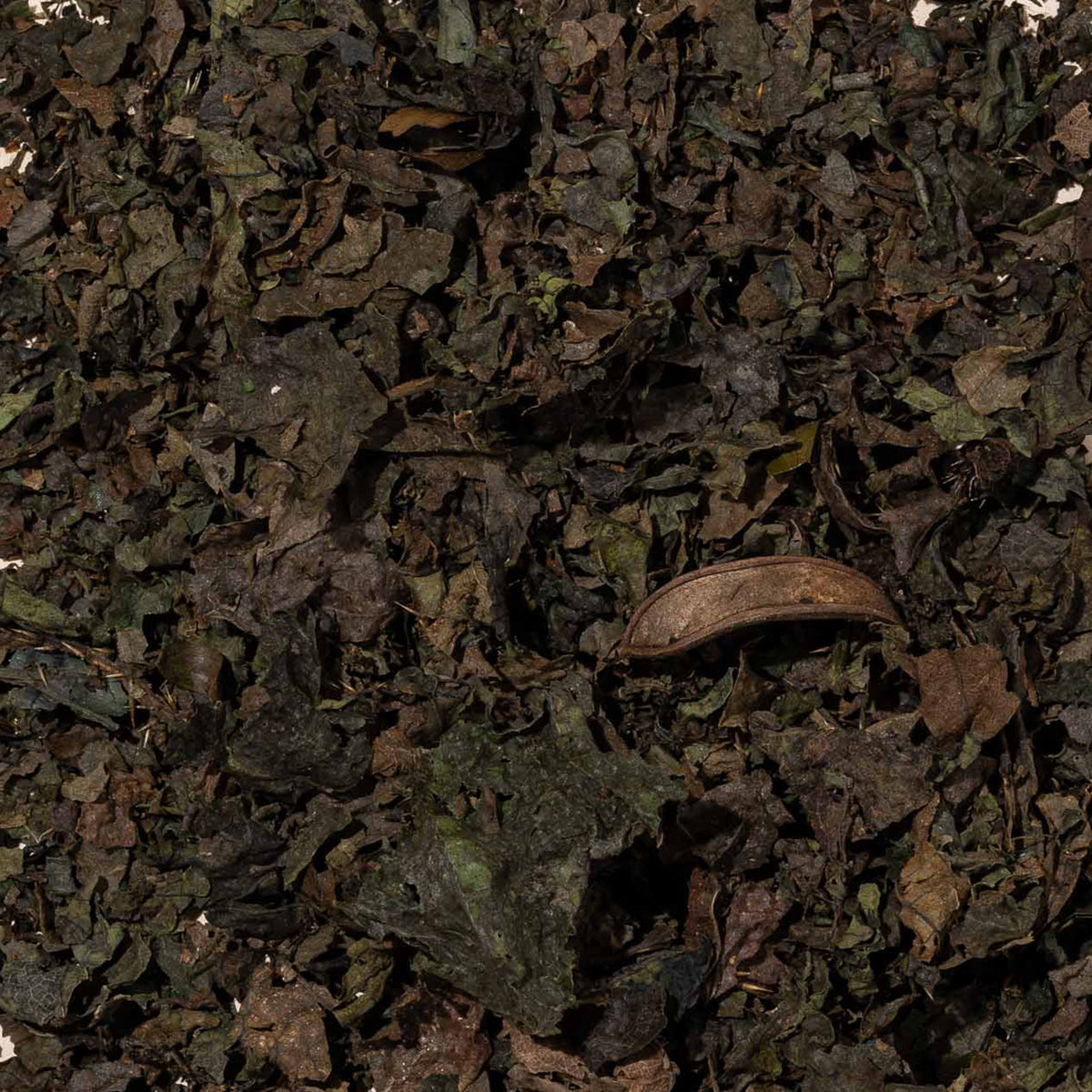 Amazonian King Nettle Ortiga Leaves