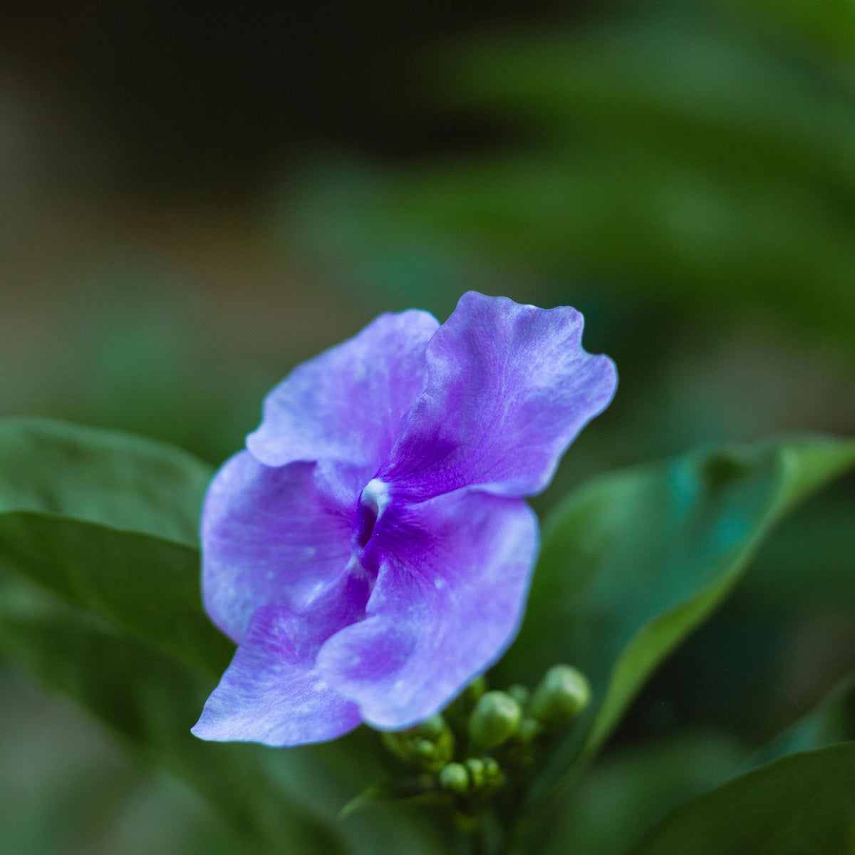 Chiricaspi Tincture