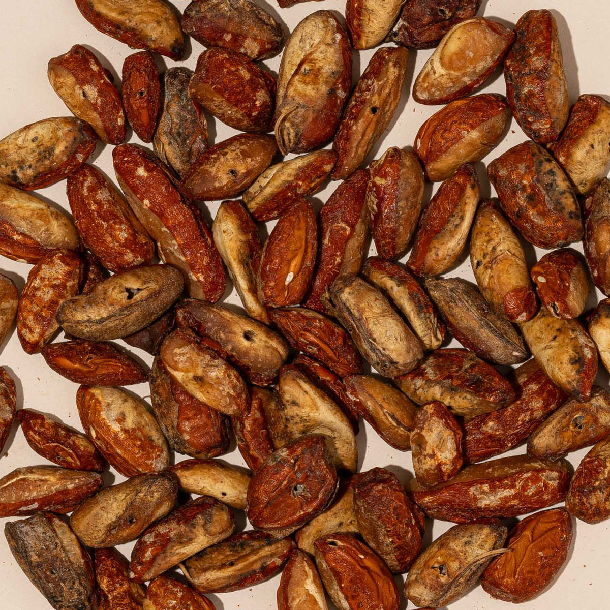 Coquindo Seeds