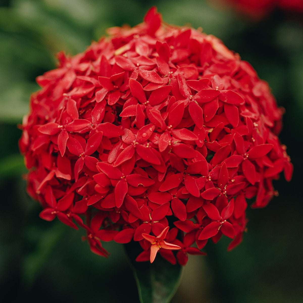 Flor de Palo Cruz
