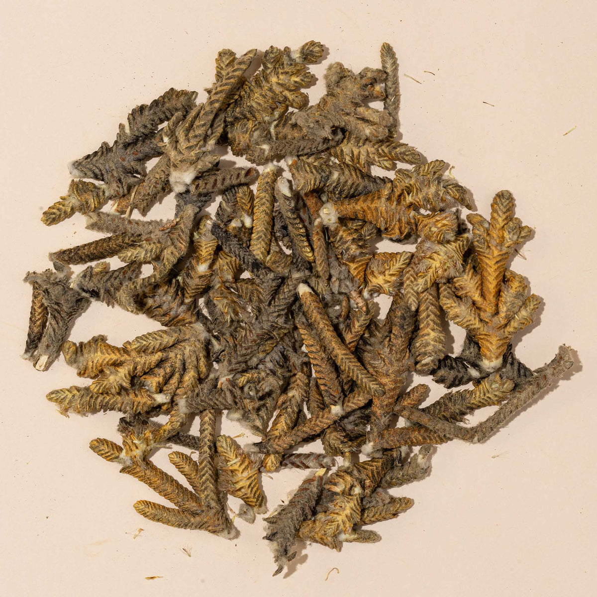 Palma Dulce [Origin: Peru]