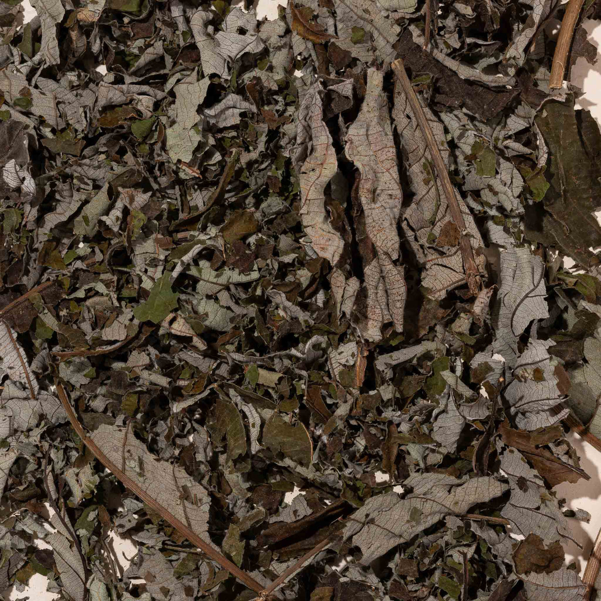 Guarumo Leaves
