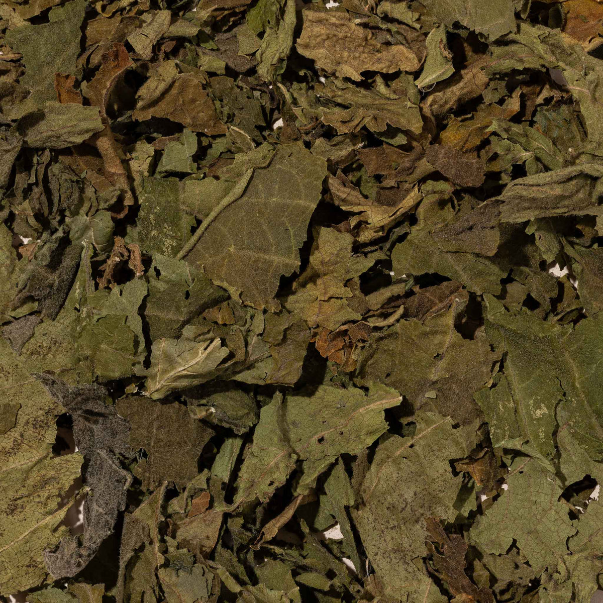Borrachero Leaves