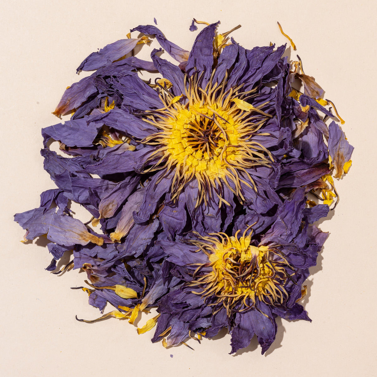Blue Flower of Intuition