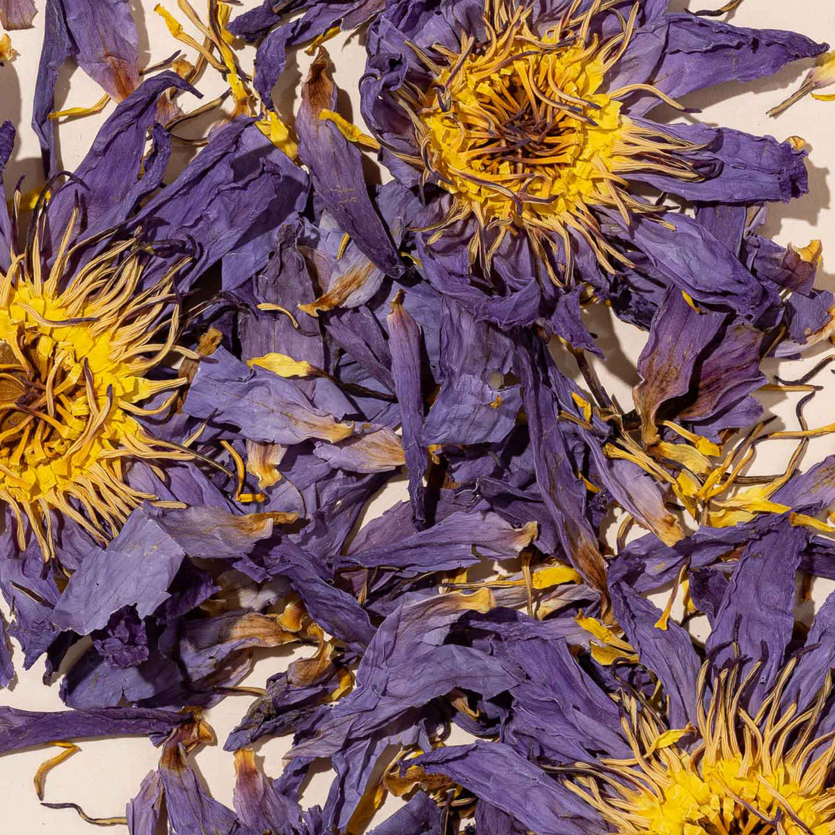 Blue Flower of Intuition