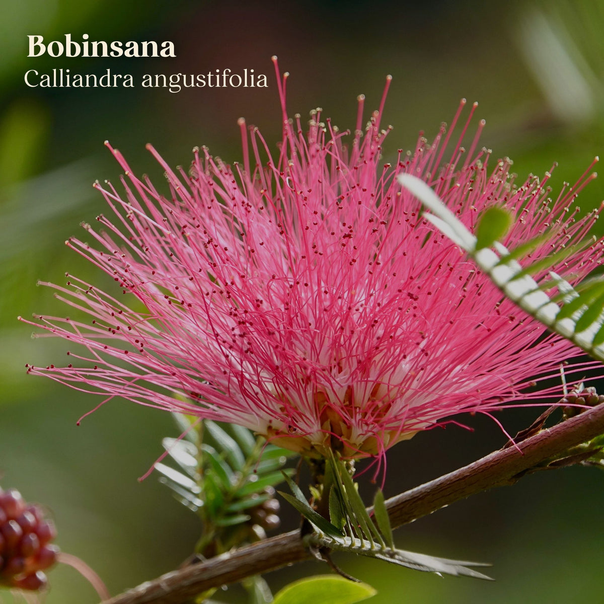Bobinsana Leaves