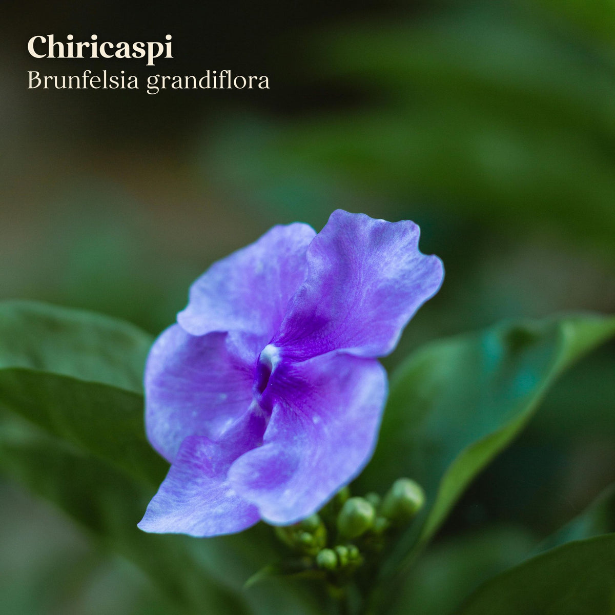 Chiricaspi Leaves