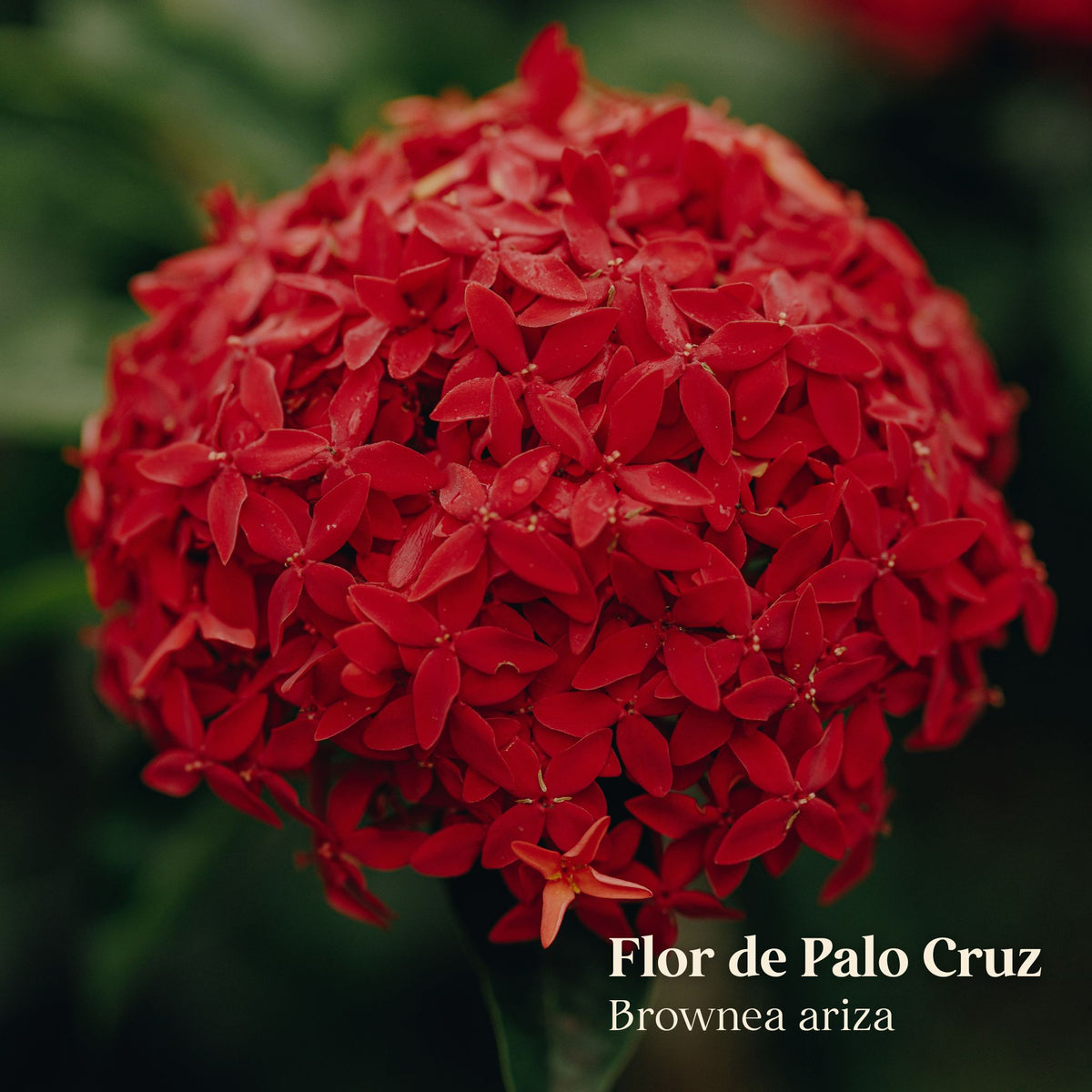Flor de Palo Cruz